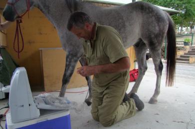 Nerang Equine Veterinary Practice - Gold Coast, Australia